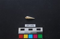 藏品(貝殼)的圖片