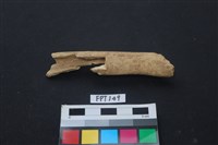 藏品(鹿骨)的圖片