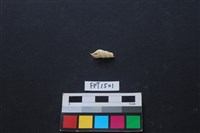 藏品(貝殼)的圖片