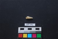 藏品(貝殼)的圖片