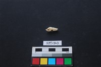 藏品(貝殼)的圖片