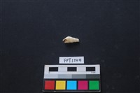 藏品(貝殼)的圖片