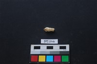 藏品(貝殼)的圖片