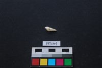 藏品(貝殼)的圖片