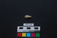 藏品(貝殼)的圖片