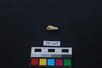 藏品(貝殼)的圖片