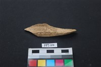 藏品(偶蹄類動物骨)的圖片