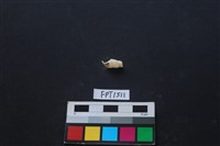 藏品(貝殼)的圖片