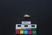 藏品(貝殼)的圖片