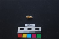 藏品(貝殼)的圖片