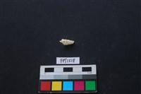 藏品(貝殼)的圖片