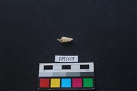 藏品(貝殼)的圖片