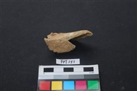 藏品(偶蹄類動物骨)的圖片