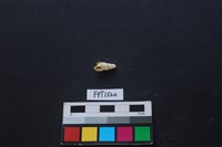 藏品(貝殼)的圖片