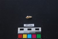 藏品(貝殼)的圖片