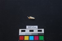 藏品(貝殼)的圖片