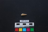 藏品(貝殼)的圖片