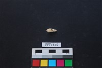 藏品(貝殼)的圖片