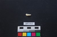 藏品(貝殼)的圖片