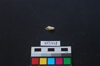 藏品(貝殼)的圖片