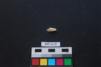 藏品(貝殼)的圖片