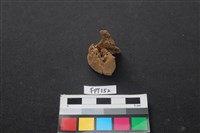 藏品(豬骨)的圖片