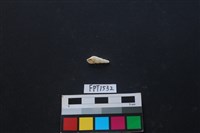 藏品(貝殼)的圖片