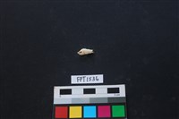 藏品(貝殼)的圖片