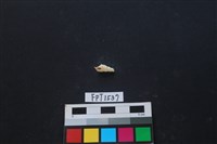 藏品(貝殼)的圖片