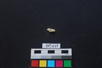 藏品(貝殼)的圖片