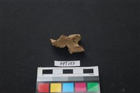 藏品(哺乳類動物骨)的圖片