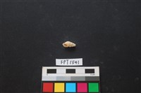 藏品(貝殼)的圖片