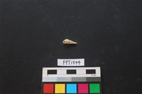 藏品(貝殼)的圖片