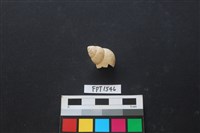 藏品(貝殼)的圖片