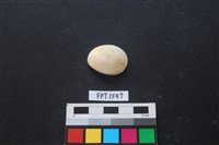 藏品(貝殼)的圖片