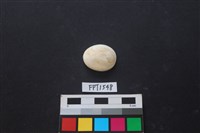 藏品(貝殼)的圖片