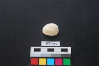 藏品(貝殼)的圖片