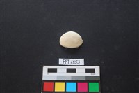 藏品(貝殼)的圖片