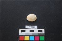 藏品(貝殼)的圖片