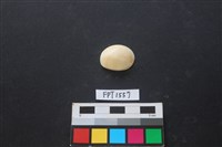 藏品(貝殼)的圖片