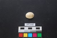 藏品(貝殼)的圖片