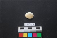 藏品(貝殼)的圖片