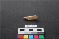 藏品(哺乳類動物骨)的圖片