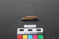 藏品(哺乳類動物骨)的圖片