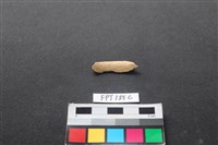 藏品(哺乳類動物骨)的圖片