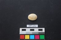 藏品(貝殼)的圖片