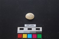 藏品(貝殼)的圖片