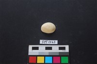 藏品(貝殼)的圖片