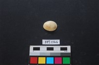 藏品(貝殼)的圖片