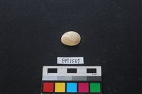 藏品(貝殼)的圖片